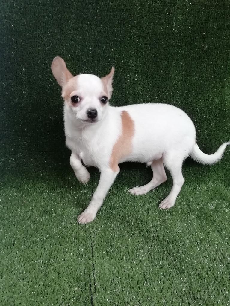 Chihuahua