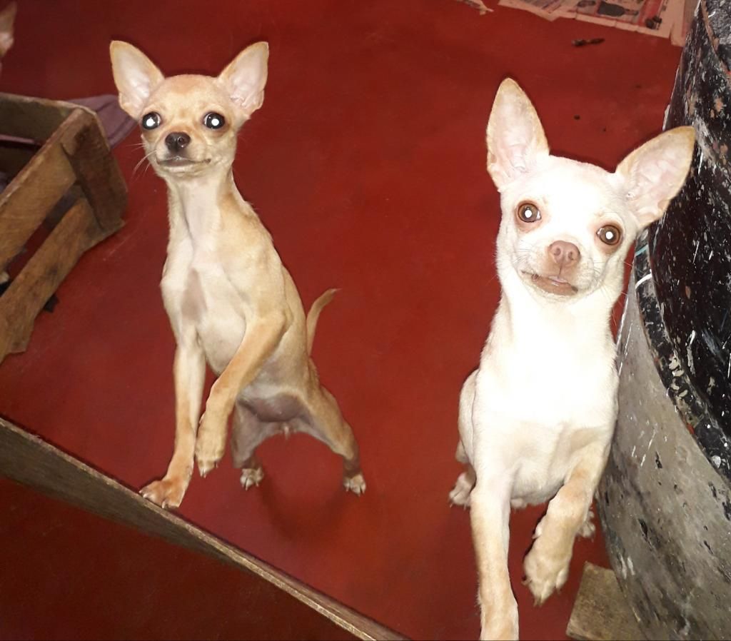 Chihuahuas