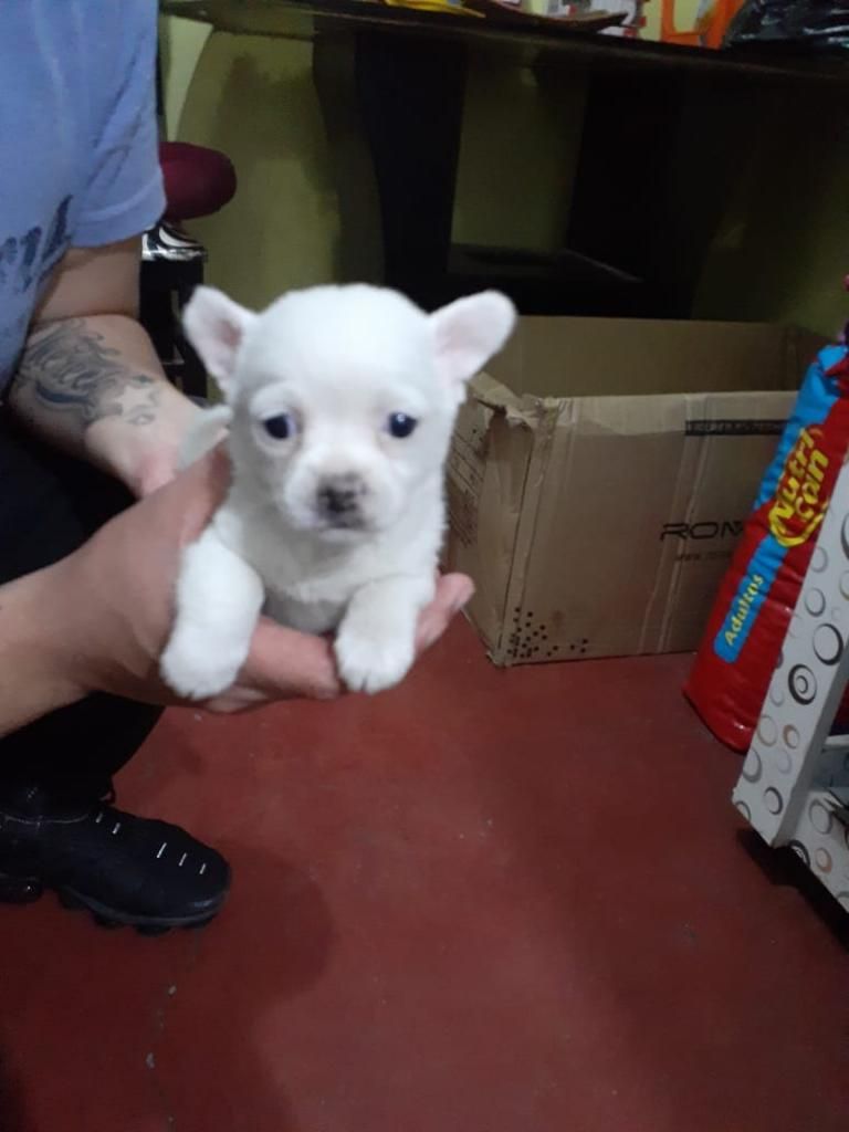Chihuahuas Blancos Enbras Y Machos