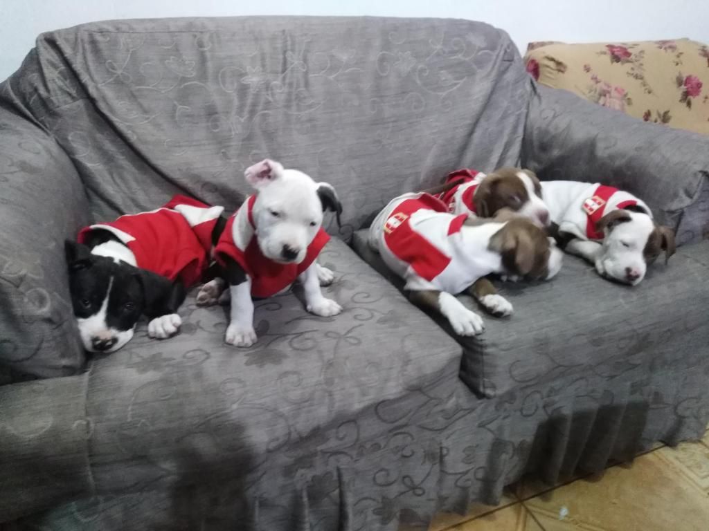 EN VENTA CACHORROS PITBULL