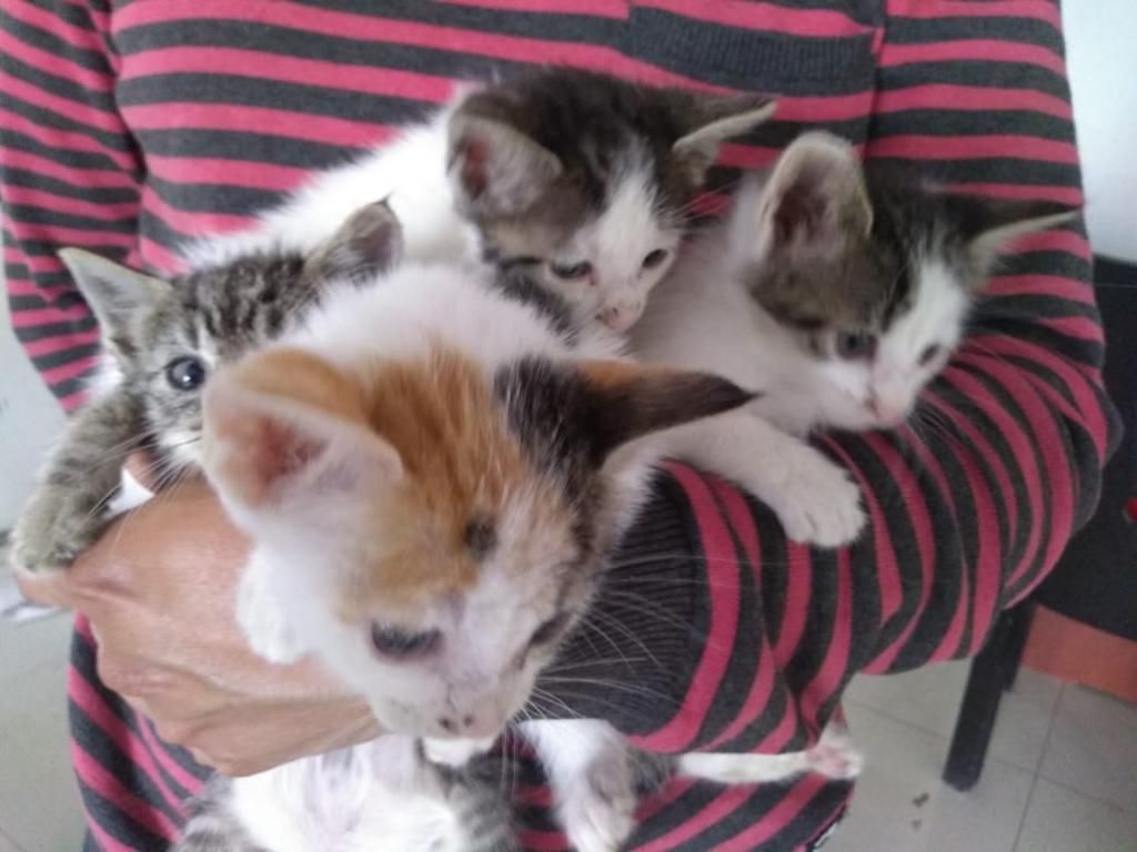Gatitos Adopción