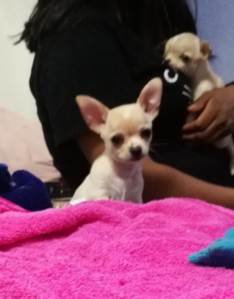Hermosa Chihuahua