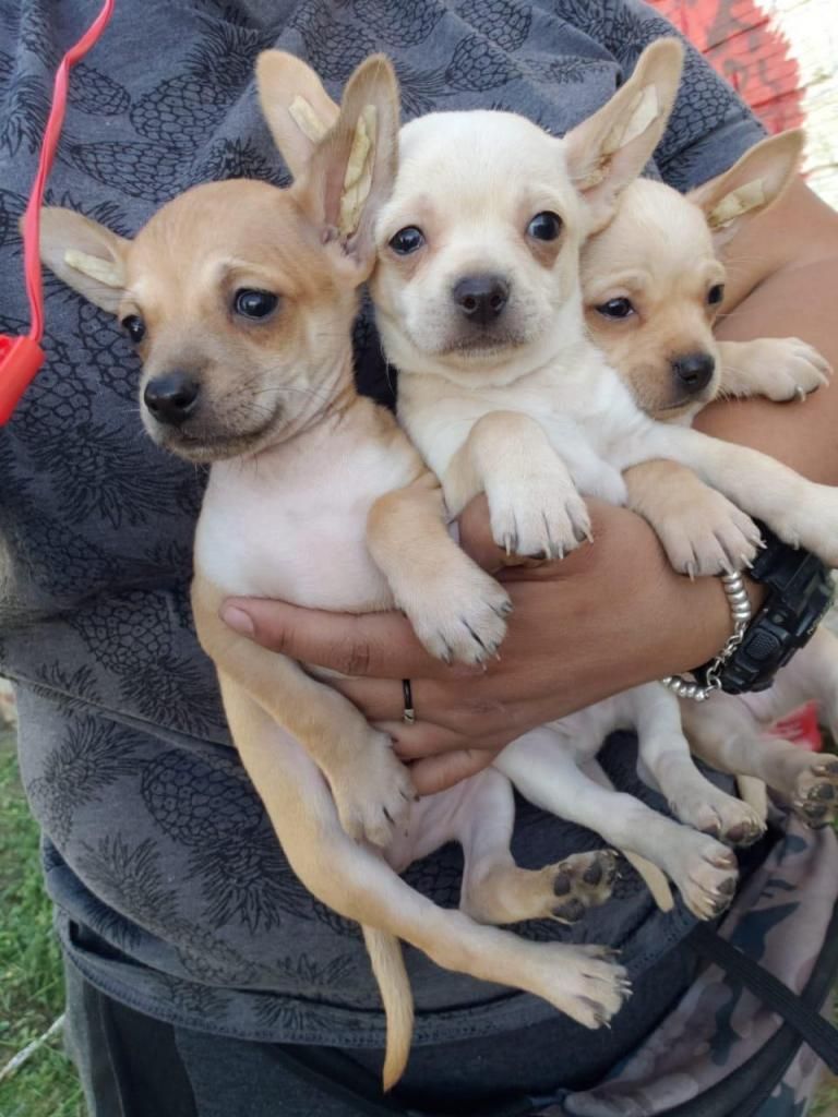 Hermosos Chihuahuas