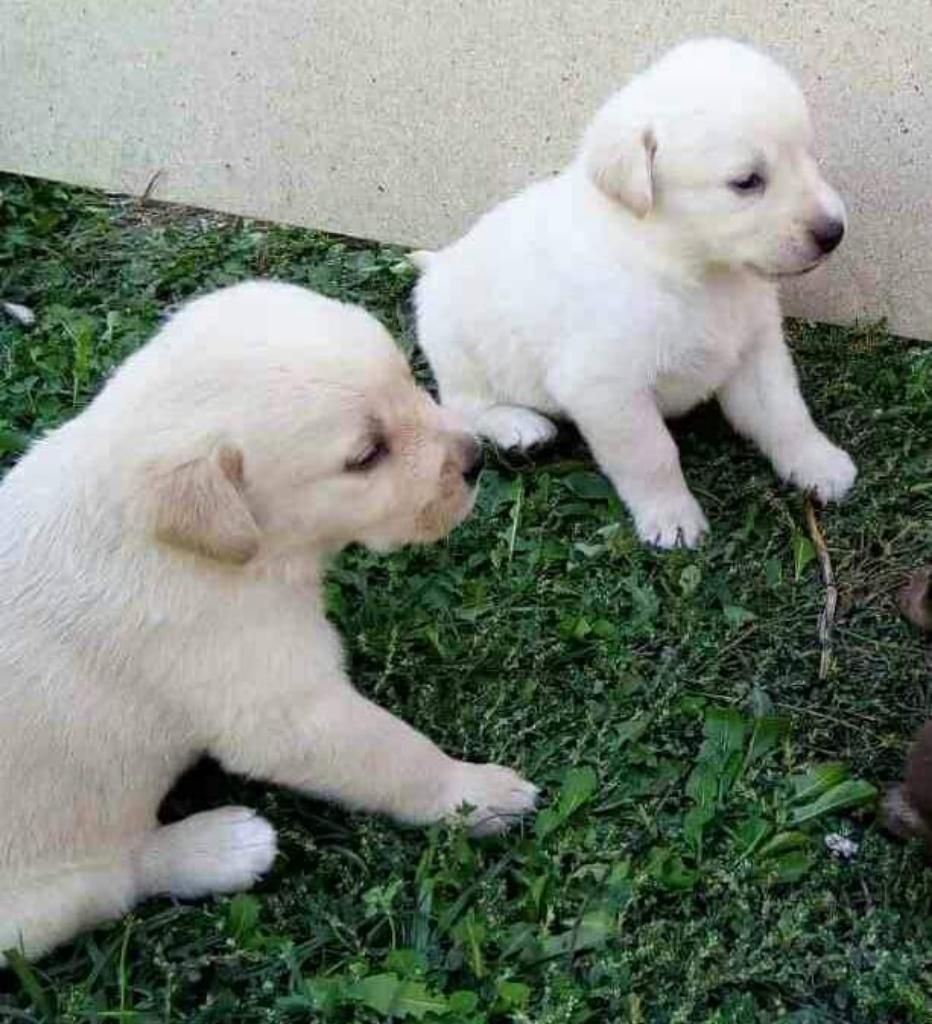 Labradores Hembra Y Machoss