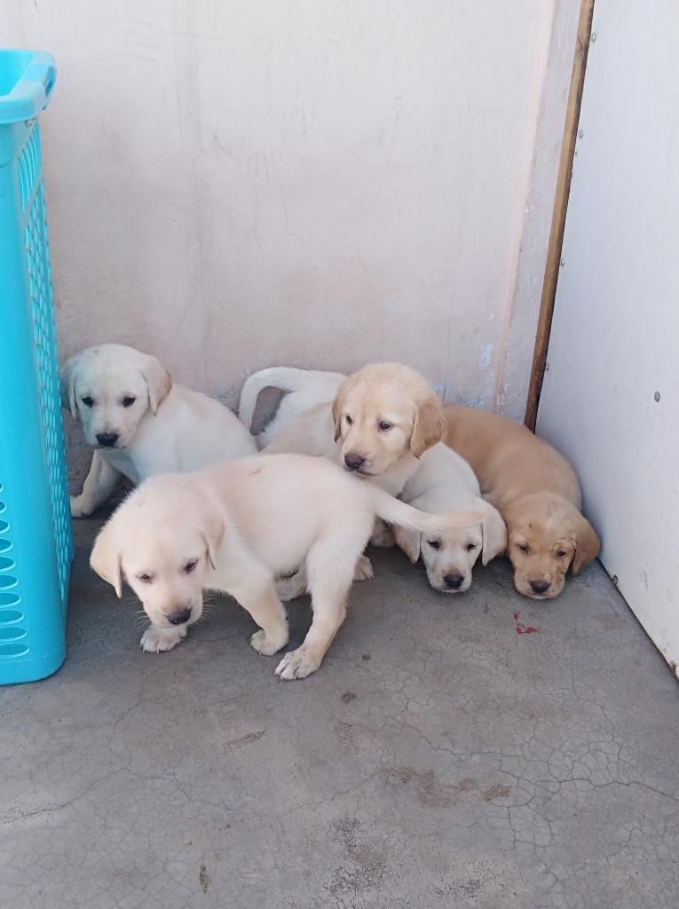 Labradores Retriber Mes Y Medio