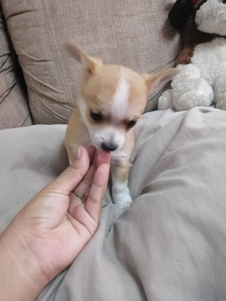 Lindos Cachorritos Chihuahuas