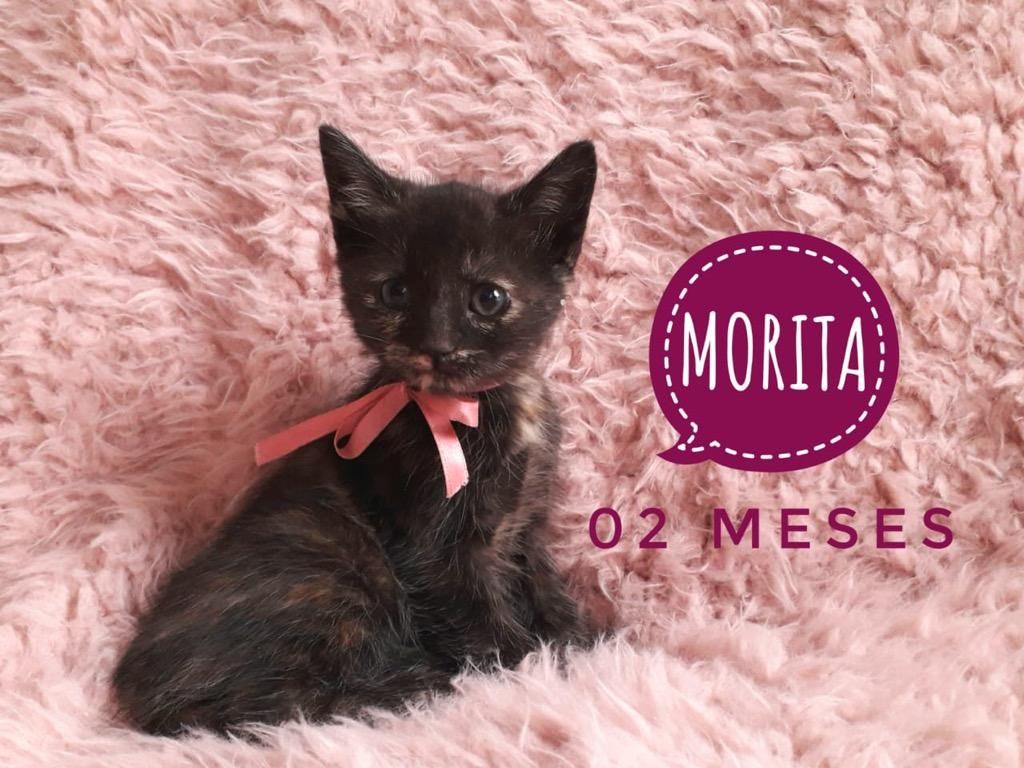 Morita en Adopcion