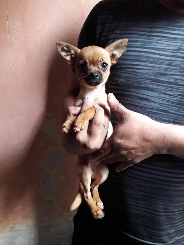 Perritos Chihuahuas Toy