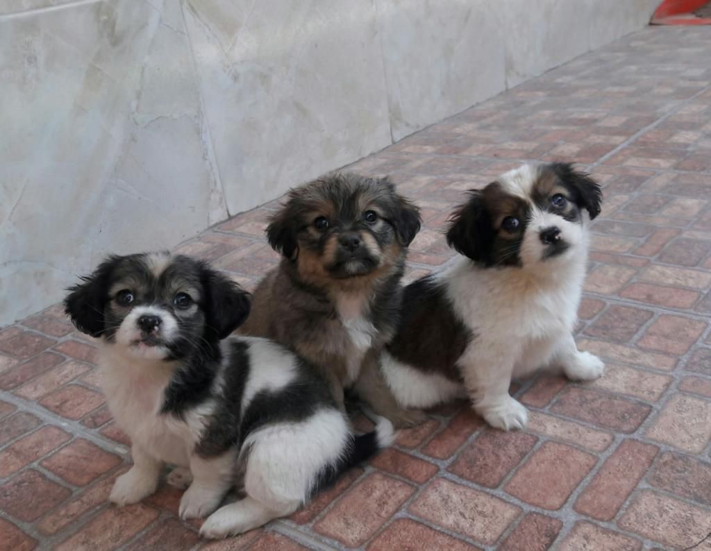 Perritos Pekines