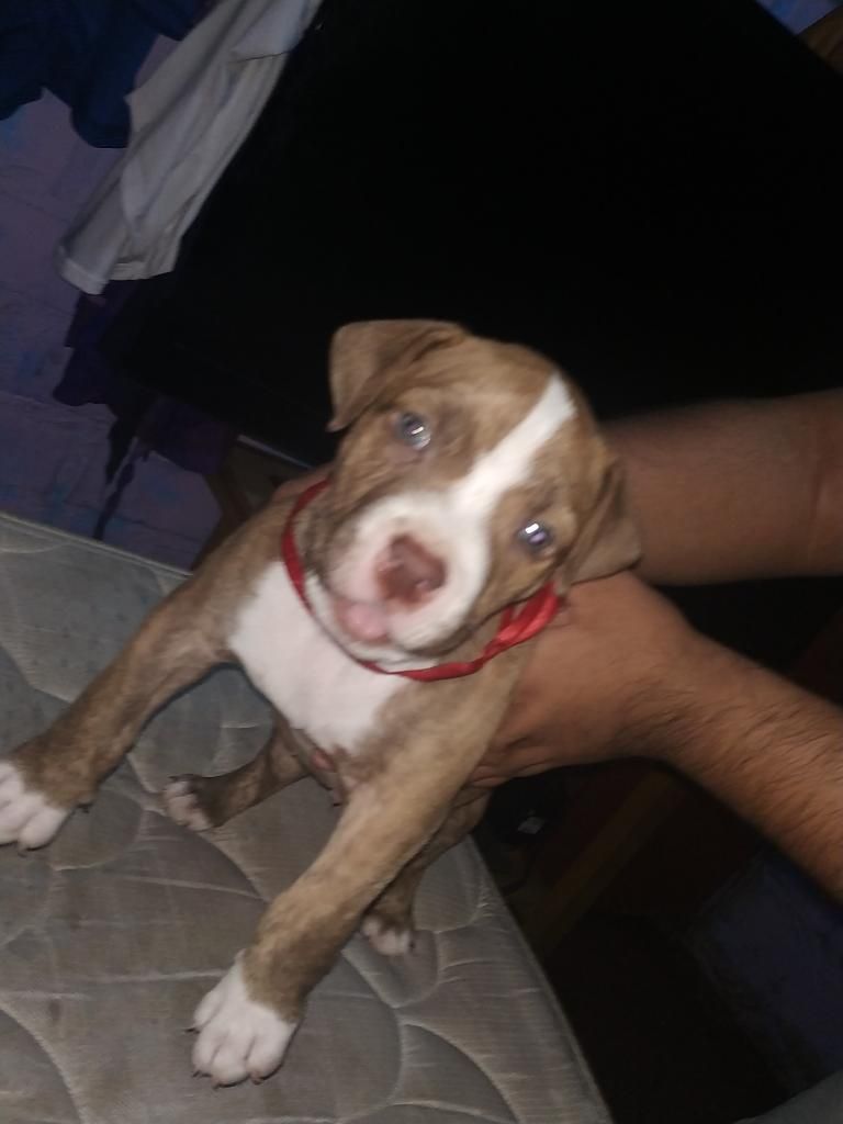 Pitbull Auténtico Buen Craneo