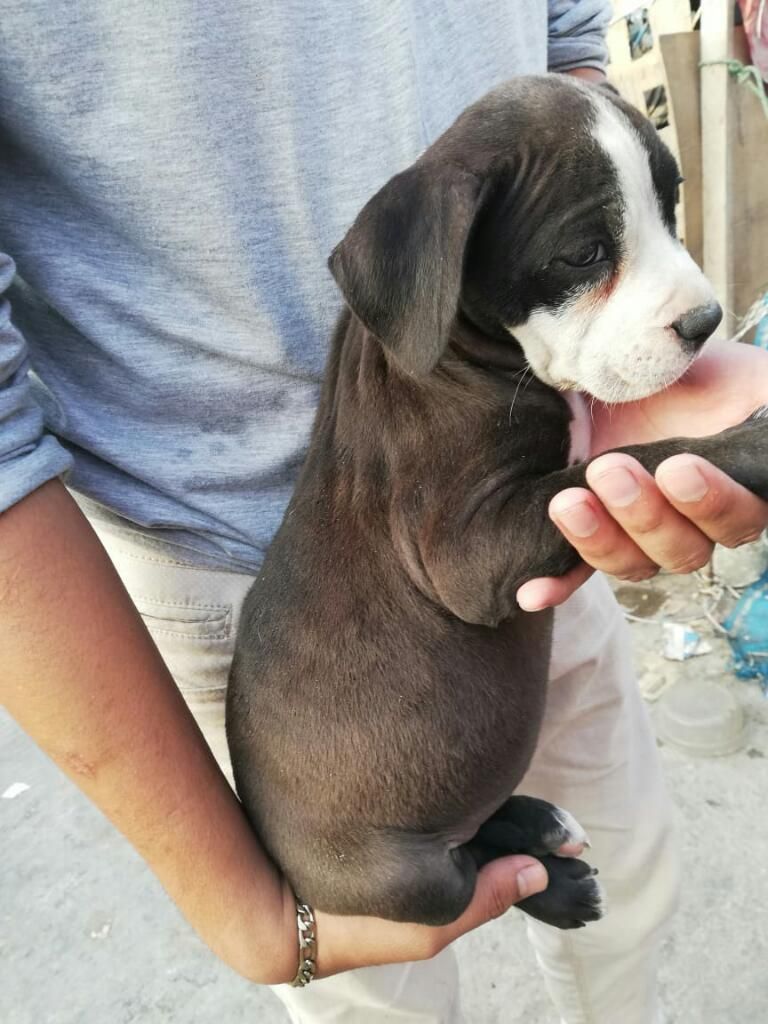 Pitbulls