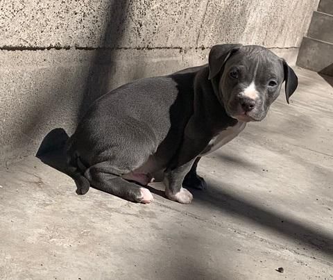 Pitbulls Blue nose en arequipa