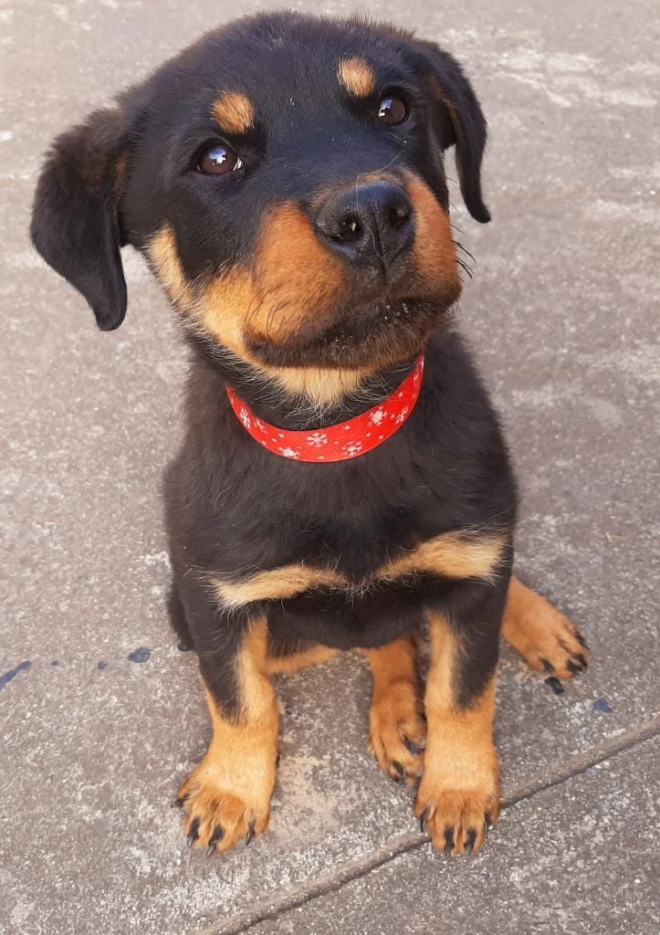 Rottweiler 3 Meses