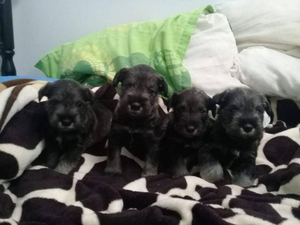 Schnauzer color negro plata 100%