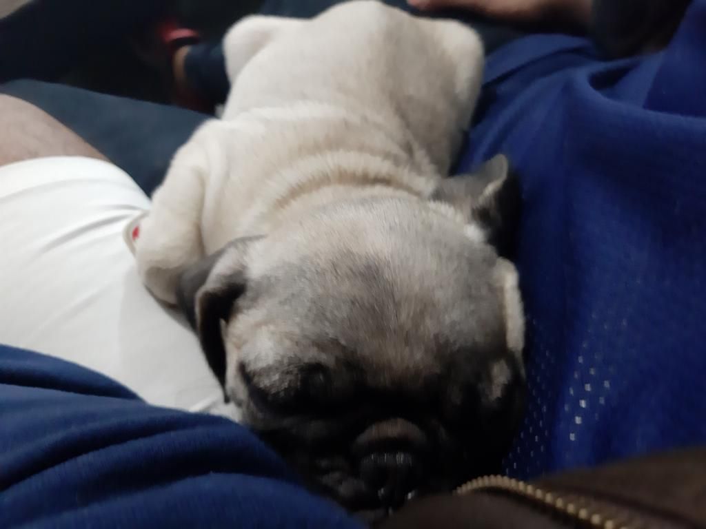 Se Vende Pug de Raza Macho