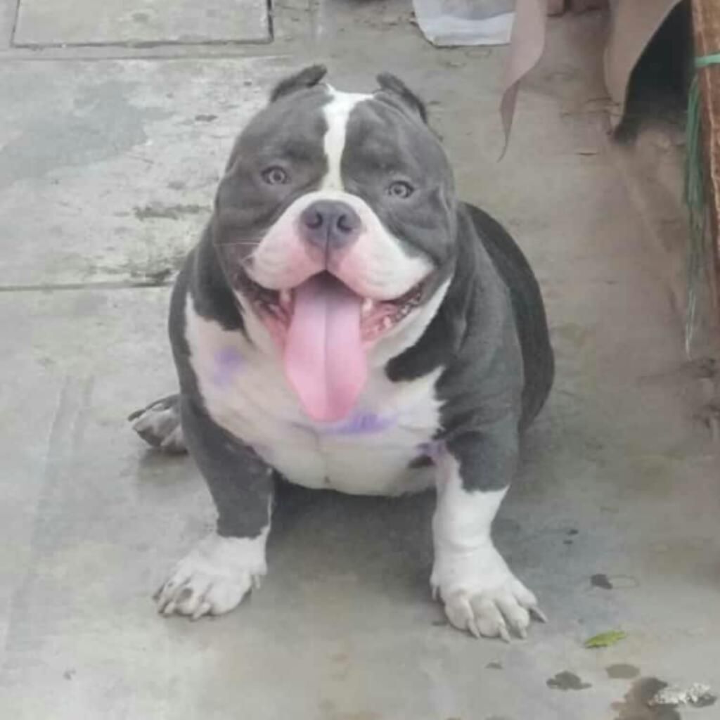 Servicio de Monta Exotic Bully