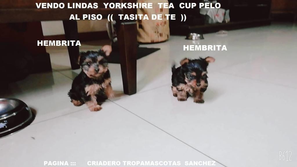 Vendo Bellas Cachorritas Yorkshire Tea Cup Pelo Al