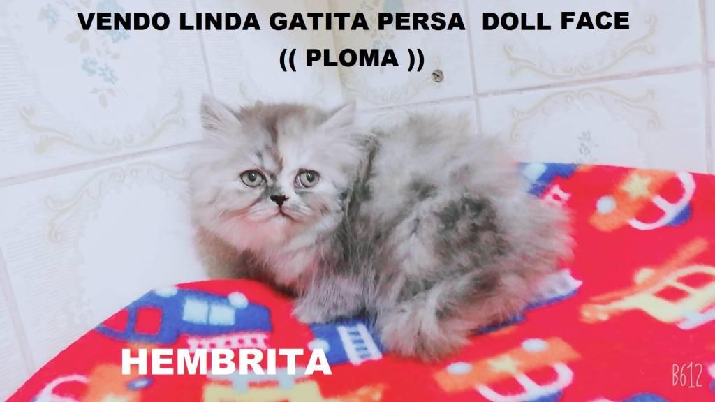 Vendo Preciosa Muñequita Persa Doll Face::::: HEMBRITA