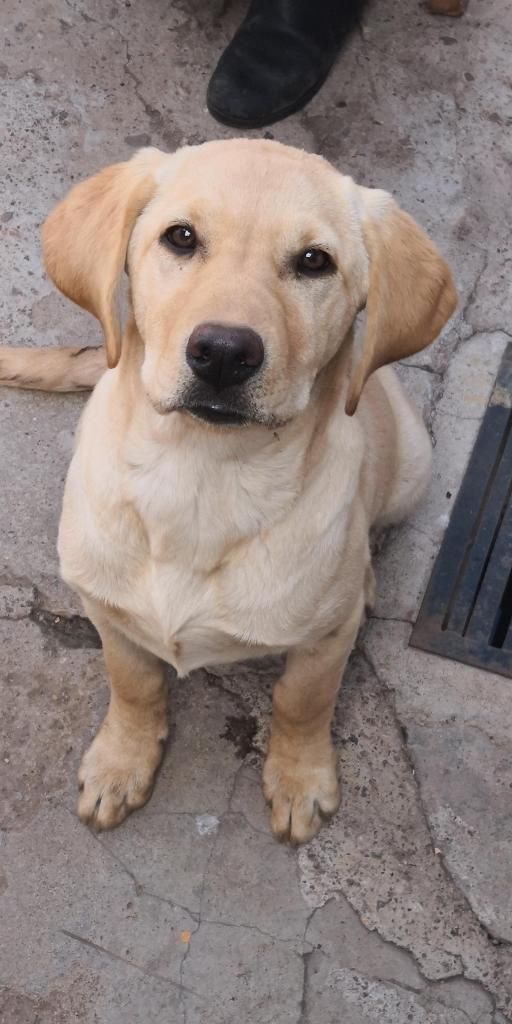 Vendo cachorra labrador de 5 meses