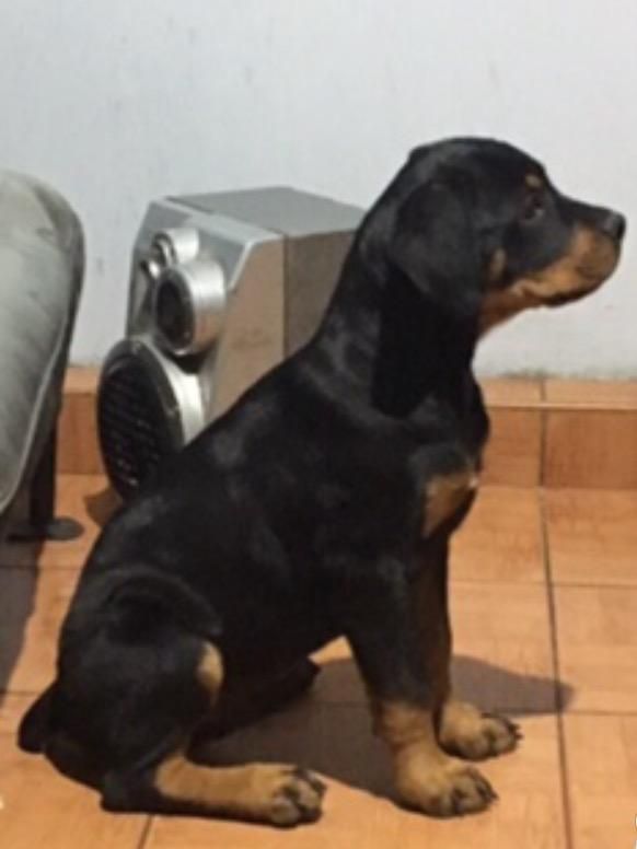 Vendo mi cachorro Rottwailer 