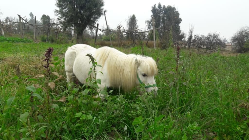Venta de Caballitos Ponys