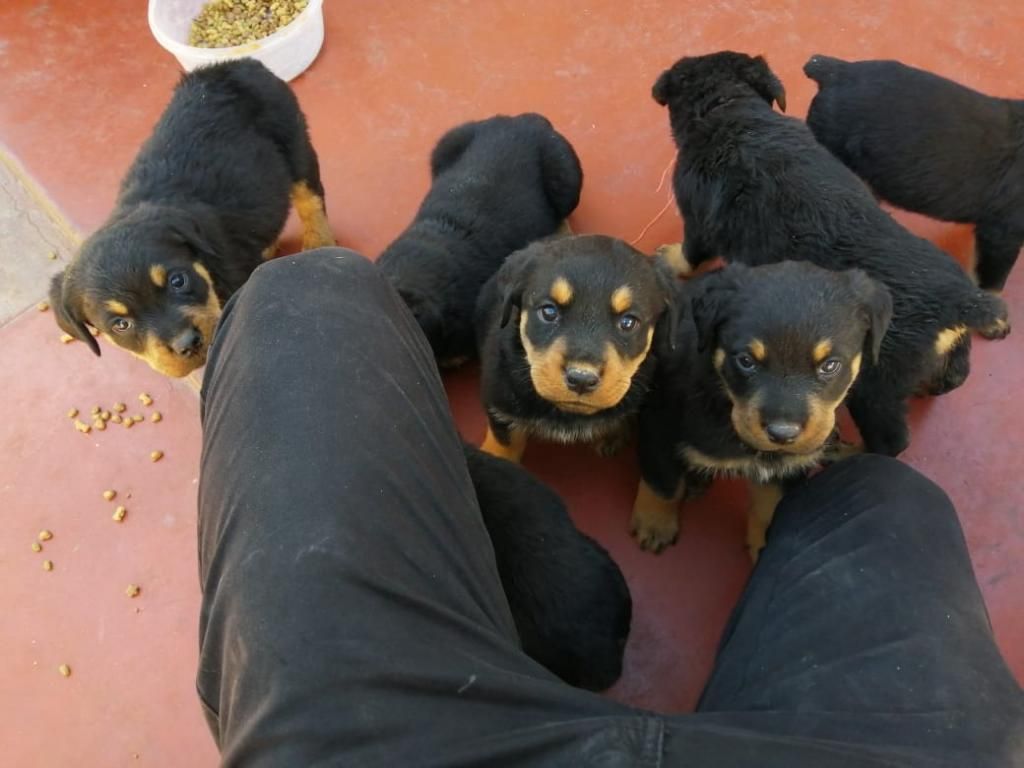 Venta de Rottweiler (macho Y Hembra)