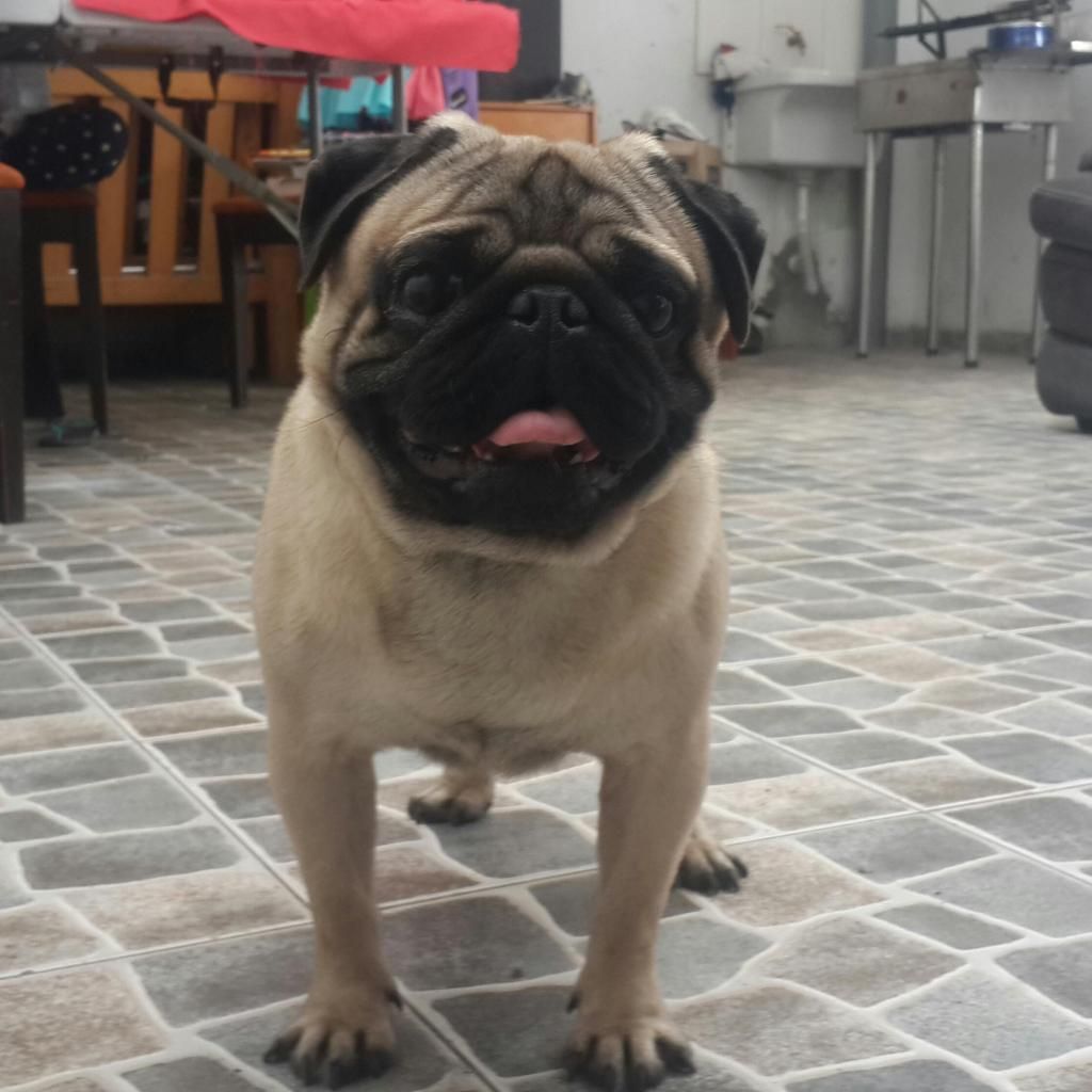 pug servicio de monta
