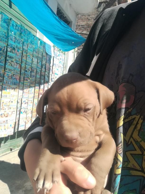 vendo perritas red nose pitbull