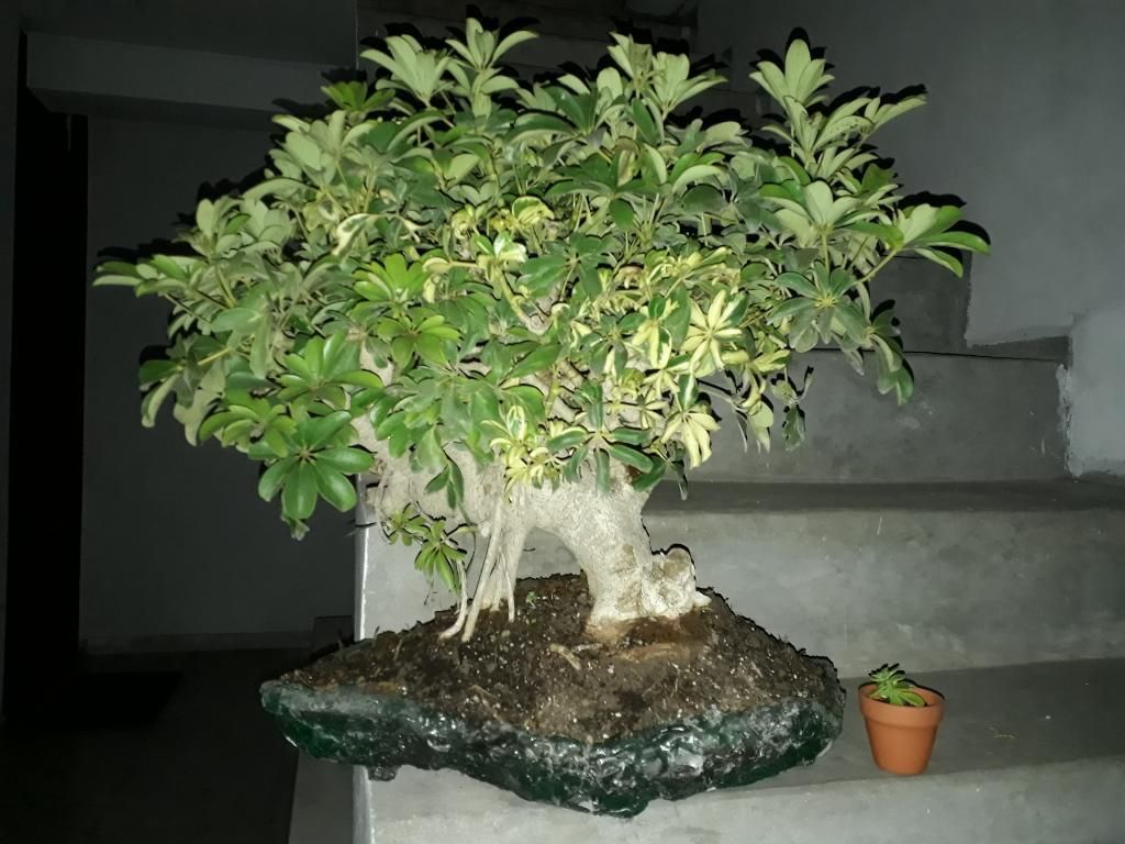 Bonsai Sheflera