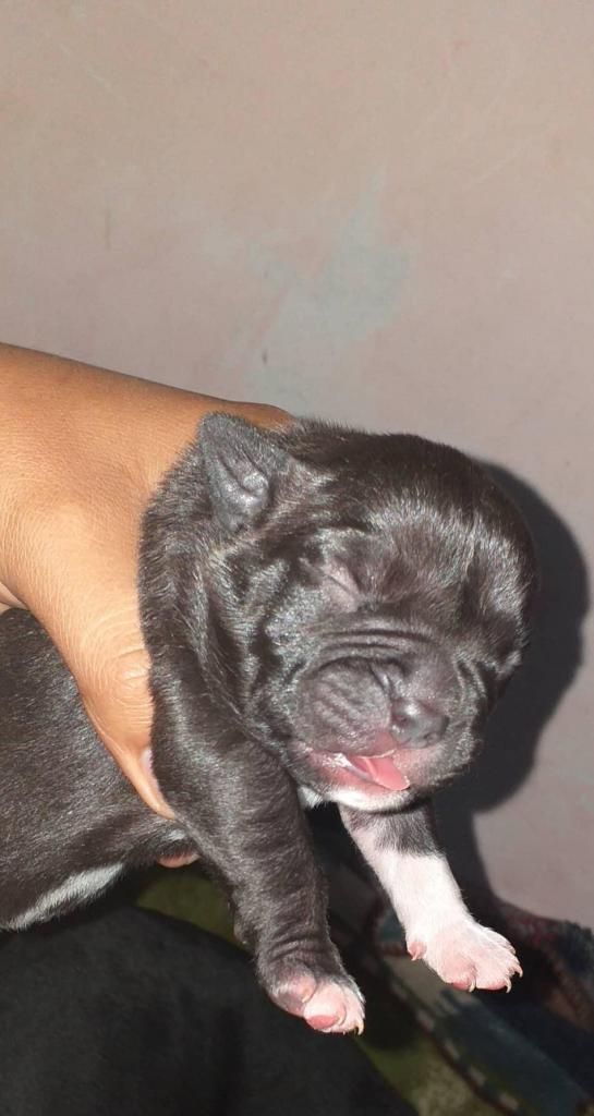 American Bully