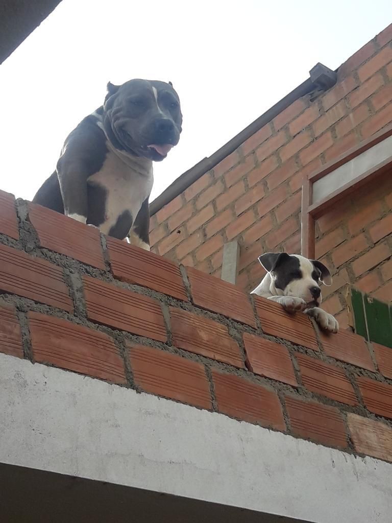 American Bully Cachorrita