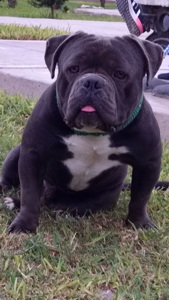 American bully exotico servicio de monta