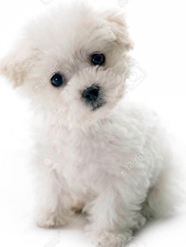 Bichon Frise