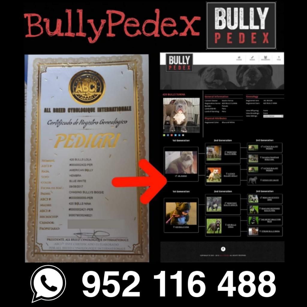 Bullypedex Pedigree para American Bully