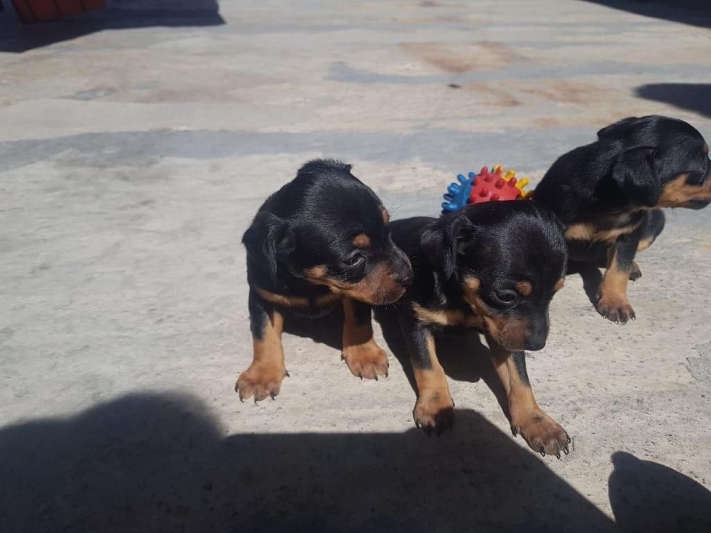 CACHORROS PINSCHER MINIATURA