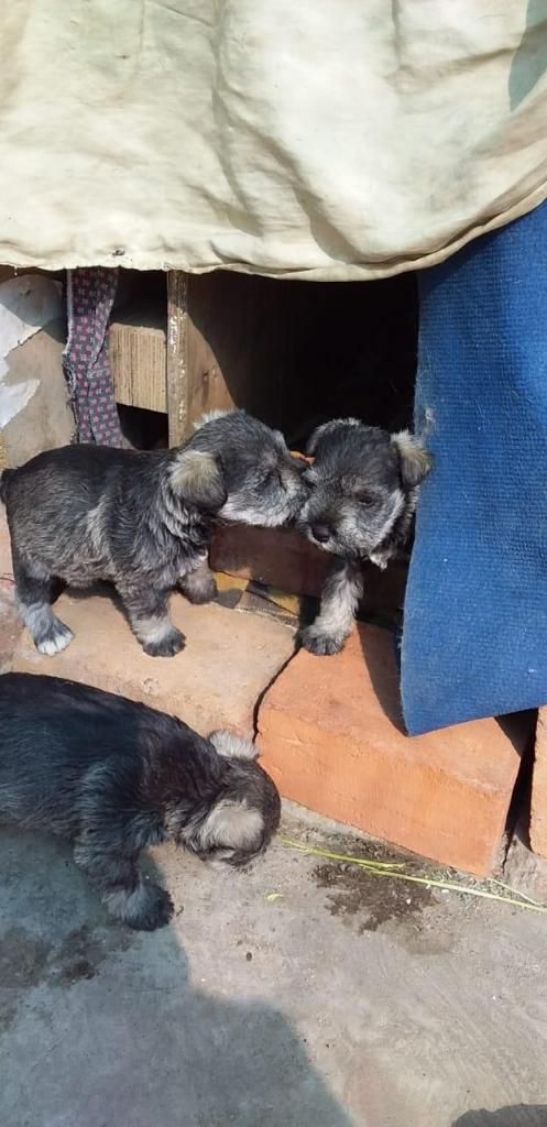 Cachorritos Schnauzer a 100 S