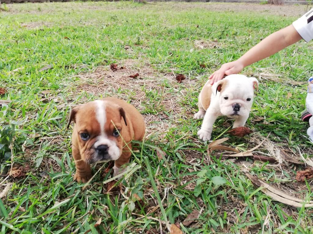 Cachorros Bulldog Ingles