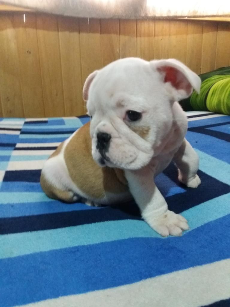 Cachorros Bulldog Ingles