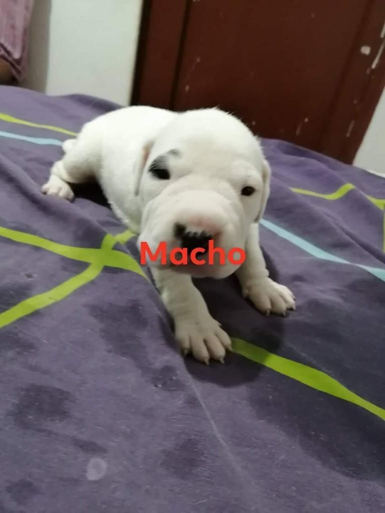 Cachorros Dogo Argentino cachorros Dogo