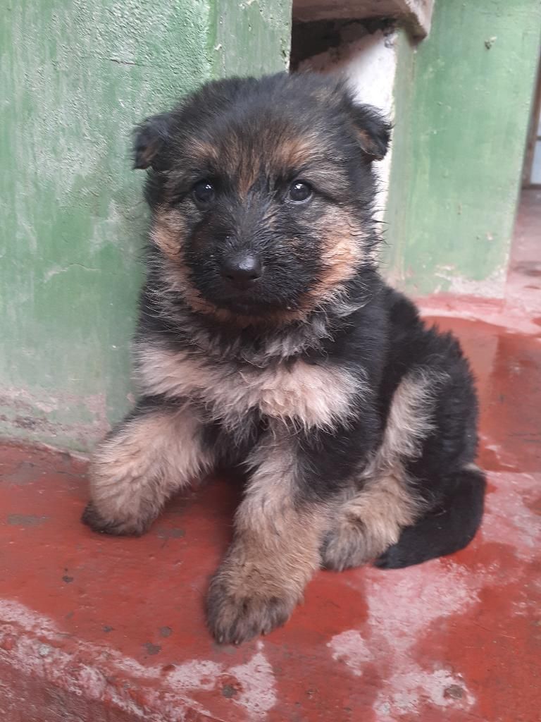 Cachorros Pastor Aleman con 1mes Y 13 D