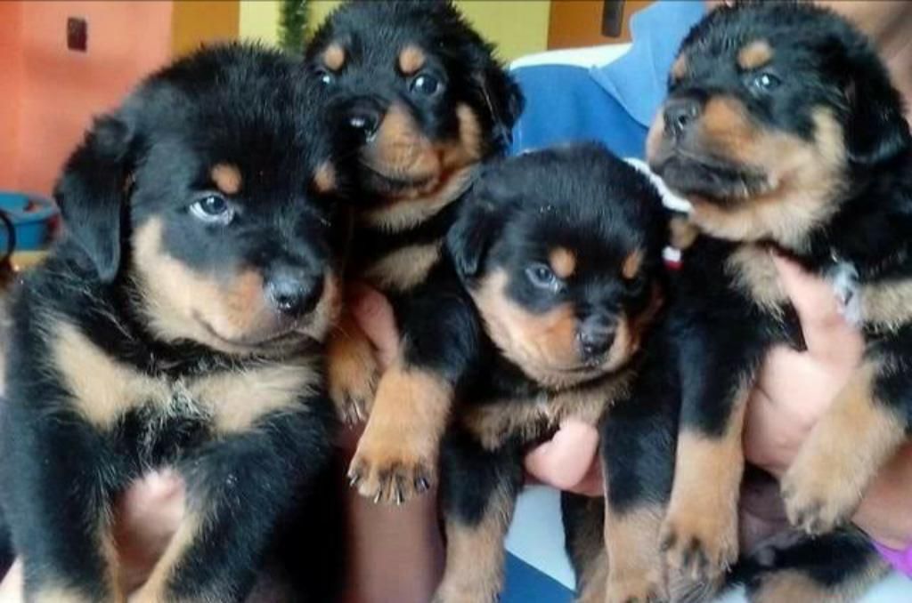 Cachorros Rottweilers