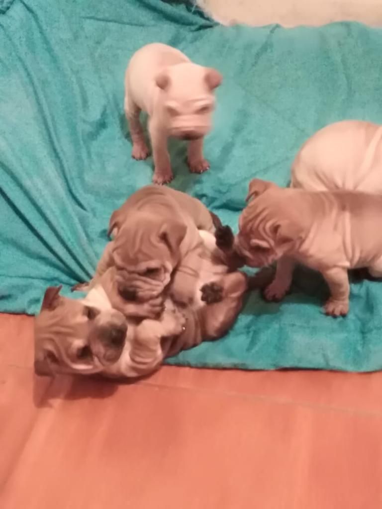 Cachorros Sharpei