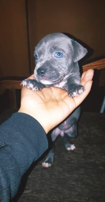 Cachorros pitbull american blue