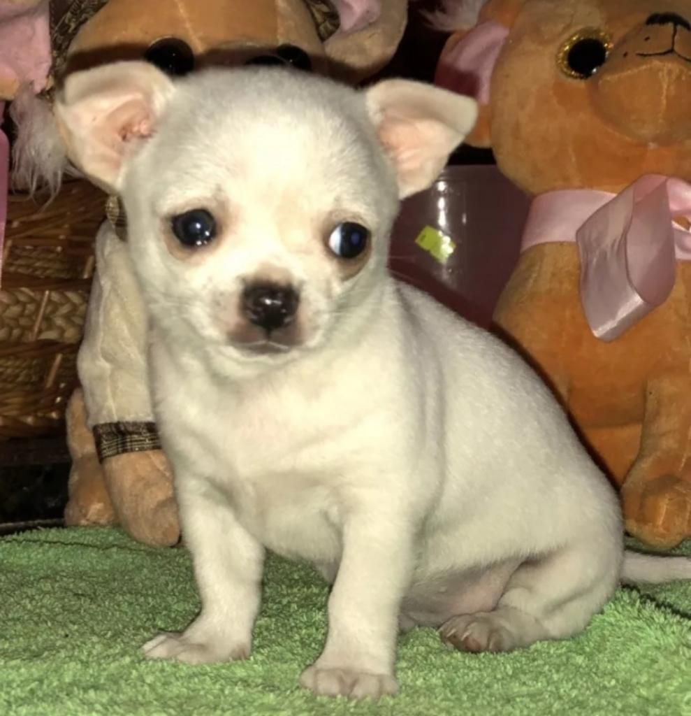 Chihuahua Toy Blanco