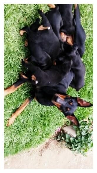 Doberman negro fuego