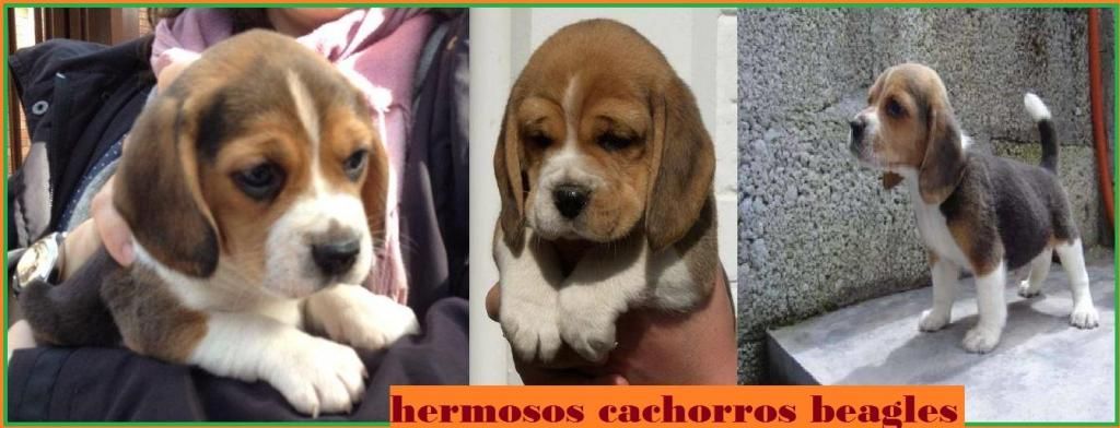 Hermosos cachorros beagles con su primera vacuna