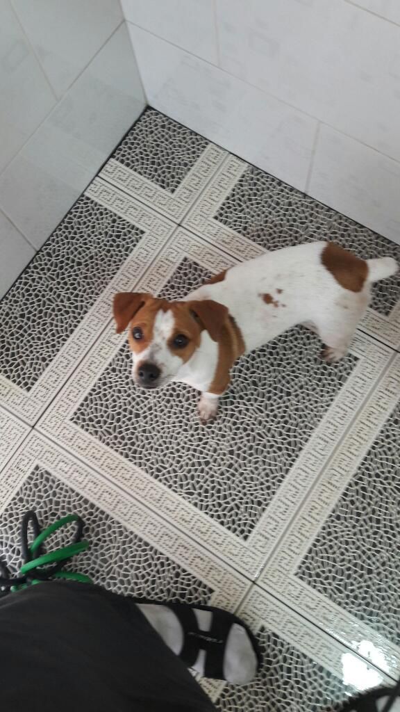 Jack Russell Vendo Ó Servicio Monta