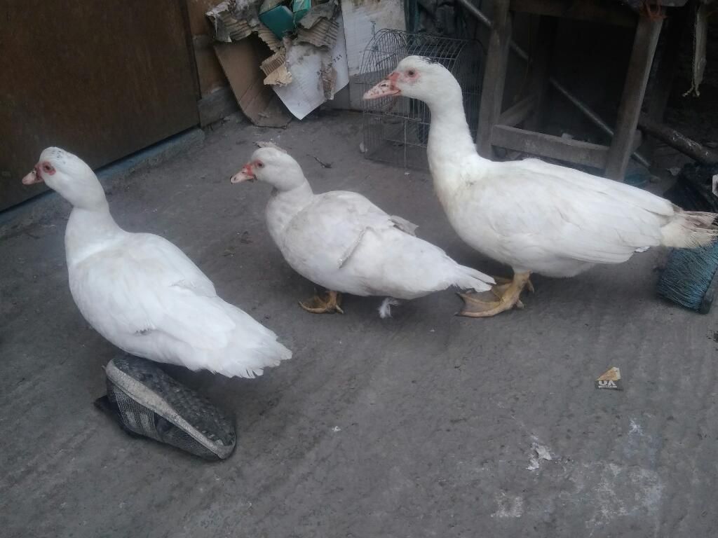 Patos Blancos en Venta. Los Tres por 60