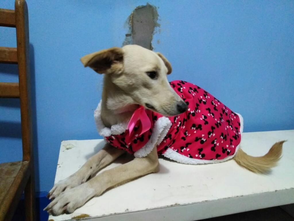 Perrita en Adopcion