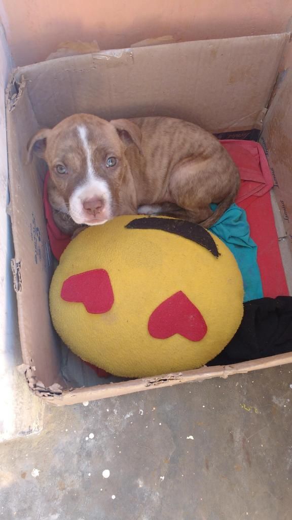 Perrita pitbull red nose